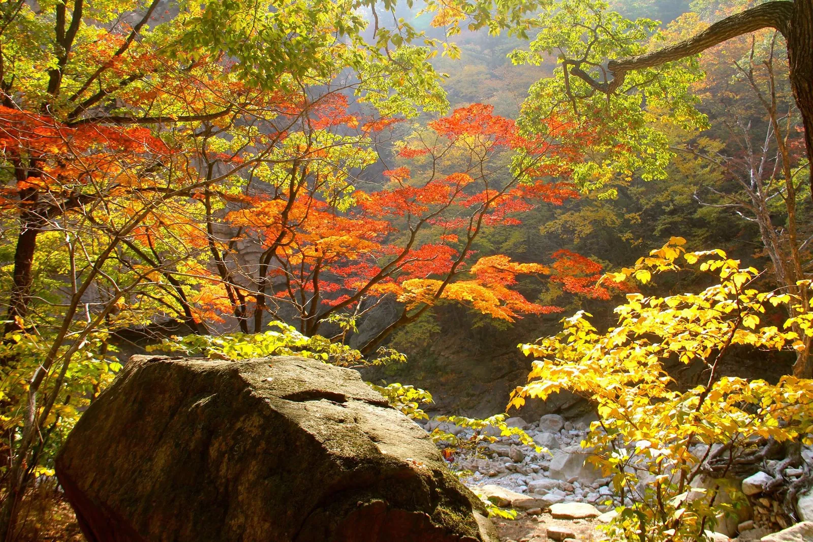 赤い紅葉と黄色い葉が混じる雪岳山の林、手前に大きな岩が置かれている