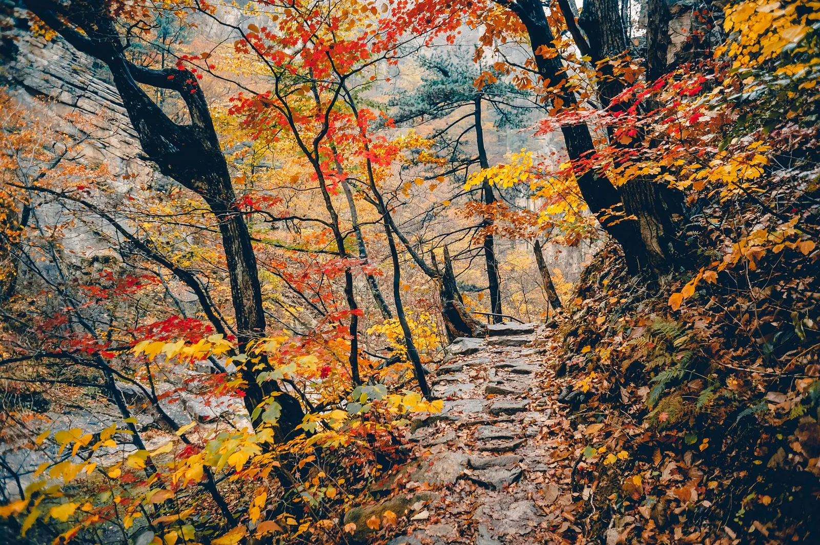 落ち葉が敷きつめられた石段の山道、その両脇に赤と黄色の葉が密に茂っている