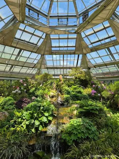 アチムゴヨ樹木園のガラス温室の中、岩組みと滝、花をつけた植物
