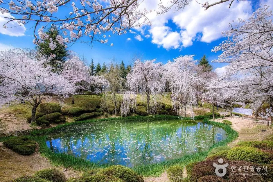Weeping cherry trees in full blossom around a small pond at Bomun Lake Resort