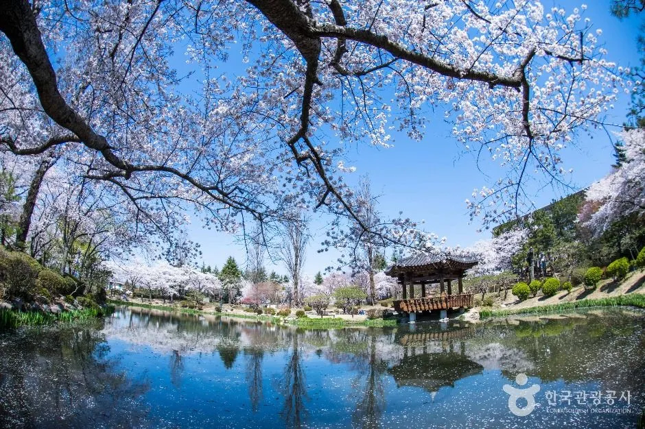 Cherry blossom branches over a still pond at Bomun Lake Resort, with a wooden pavilion reflected in the water