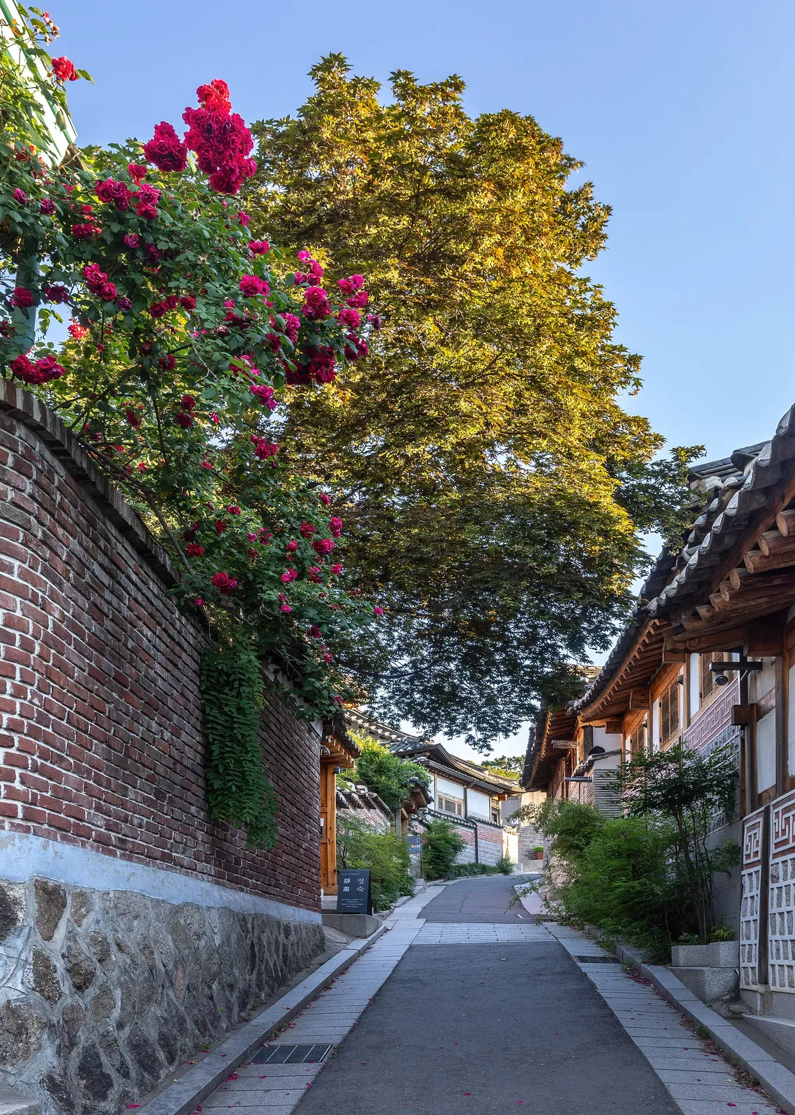 A flowery alley lined with hanok houses in Bukchon Hanok Village at sunrise