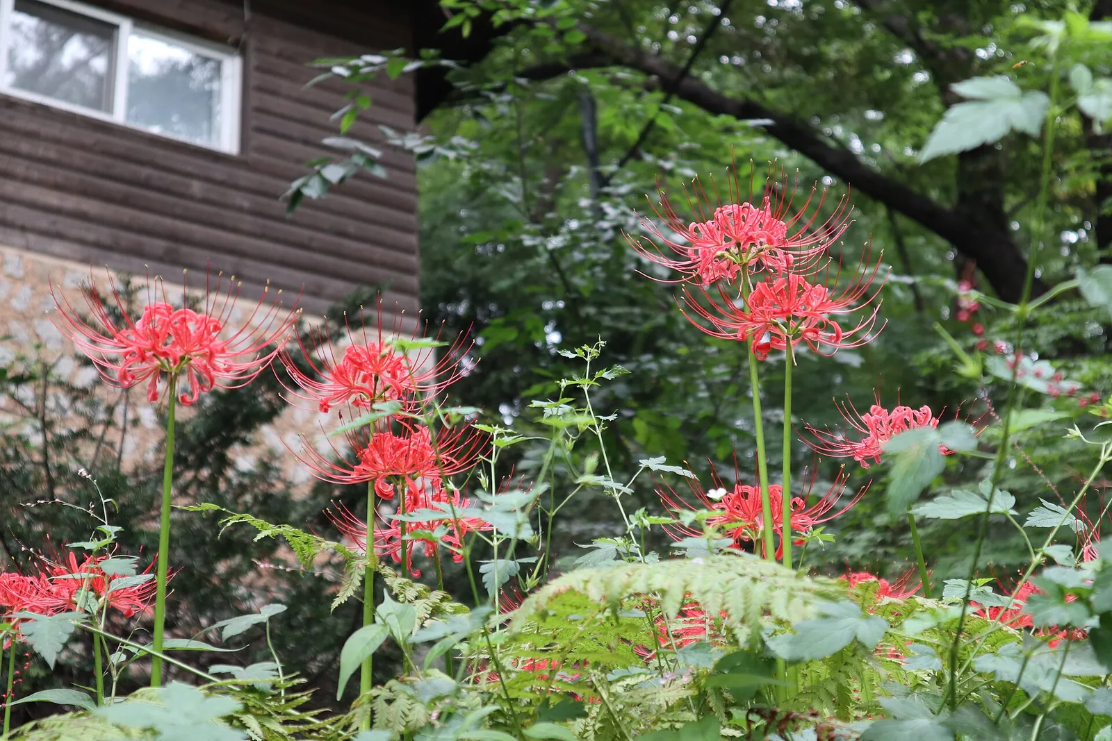 木造の建物の前に赤いヒガンバナが群れて咲いている