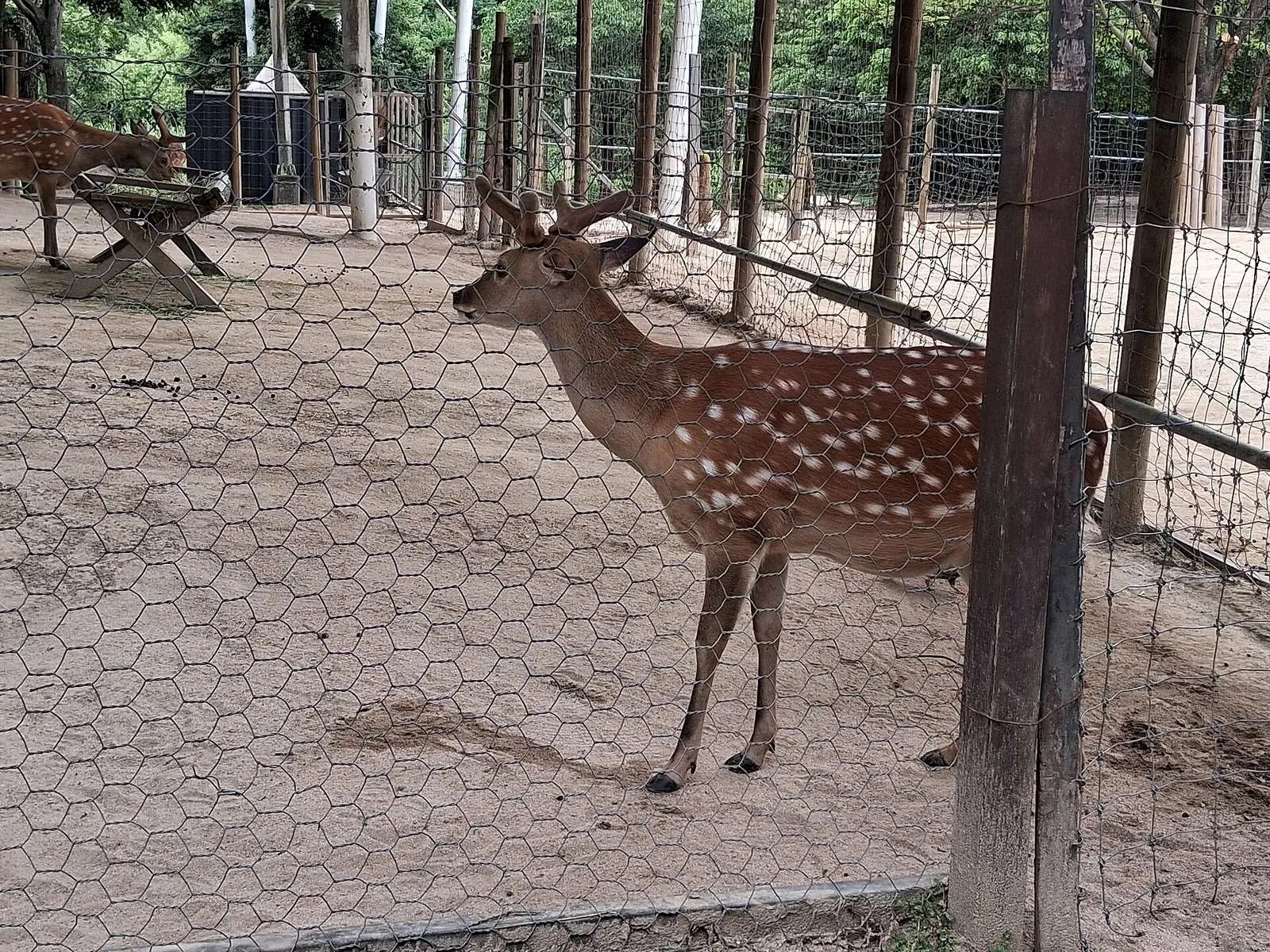 A sika deer in the Seoul Forest enclosure looking out through the wire fence