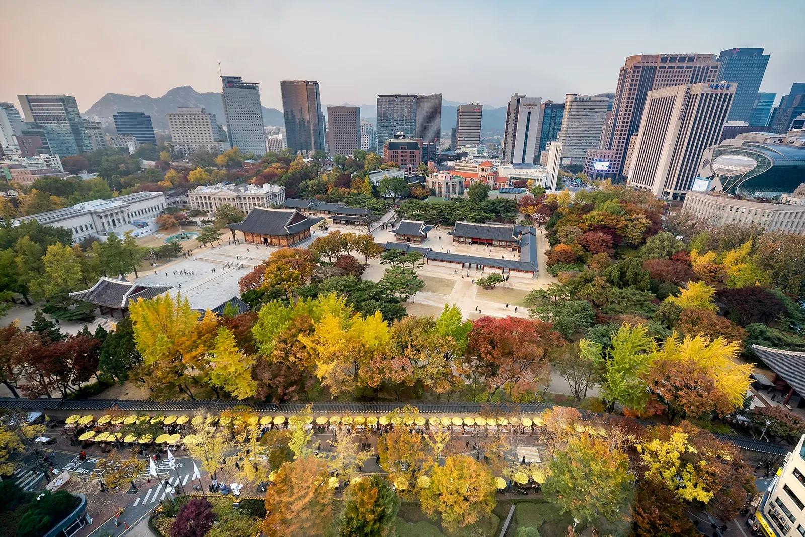 Yellow ginkgo trees lining the stone-wall road at Deoksugung, with the palace and central Seoul towers beyond the wall