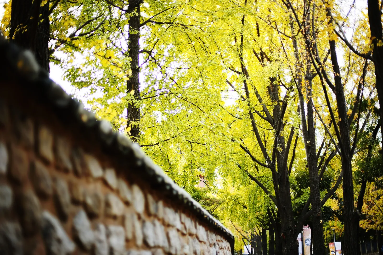 A long line of yellow ginkgo trees following a hanok stone wall