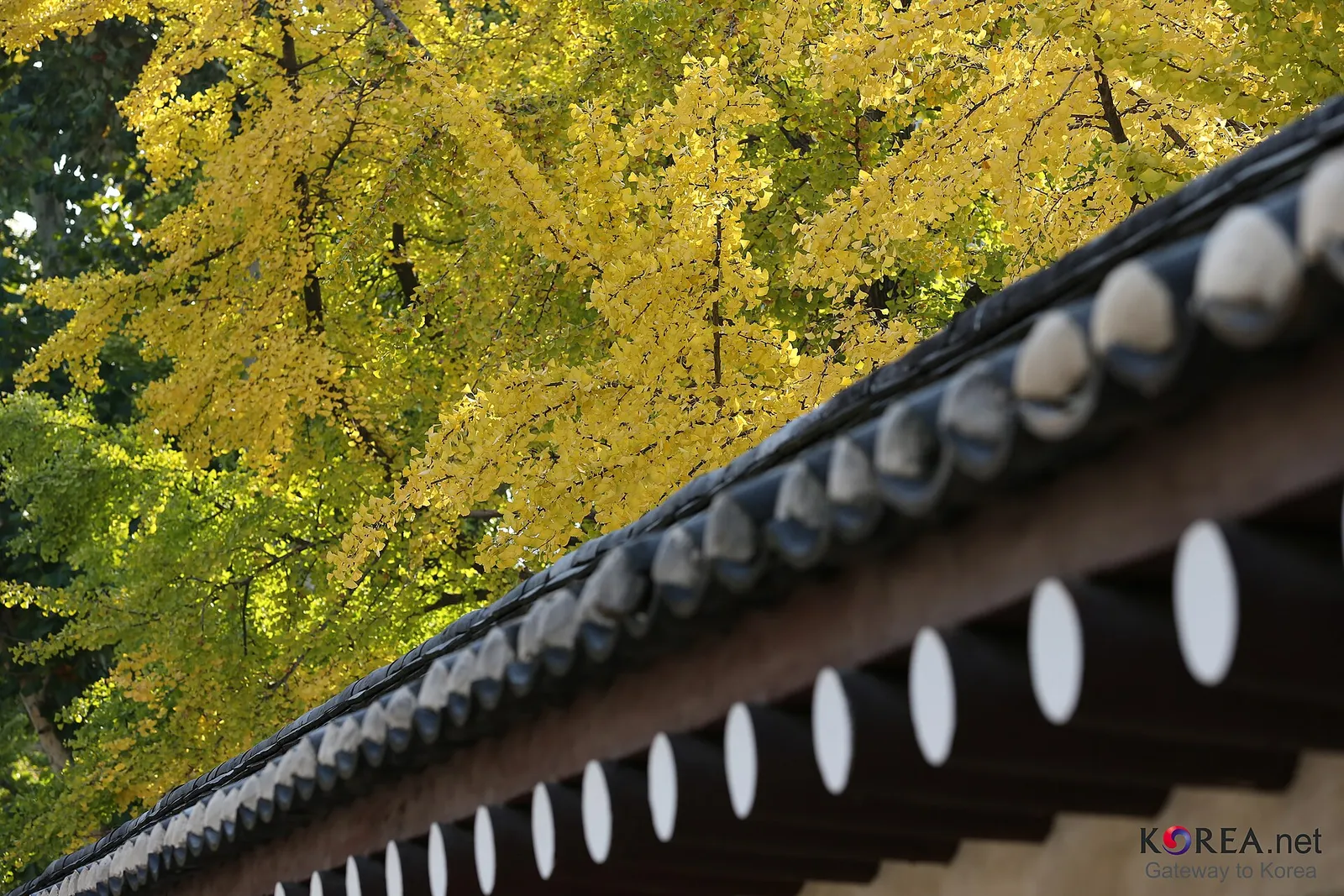 A bright yellow ginkgo filling the frame above the eaves of a tiled roof
